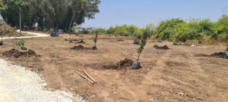 שתילת עצים